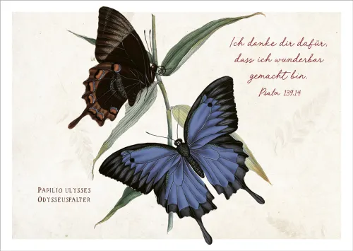 Postkarten Ich danke dir - Falter