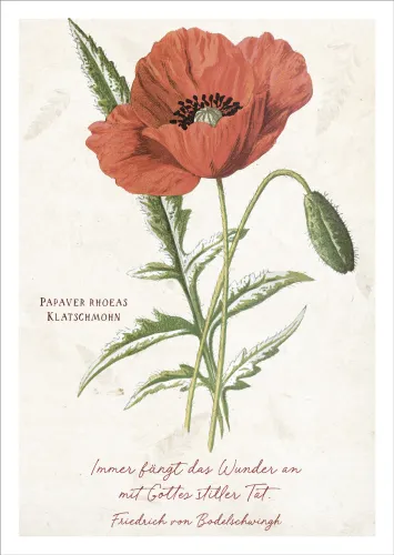 Postkarten Das Wunder - Klatschmohn