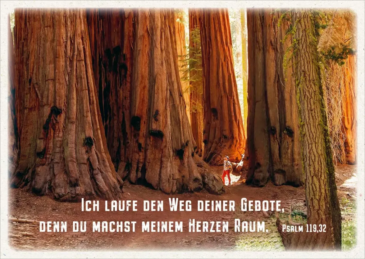 Postkarten Mammutbäume