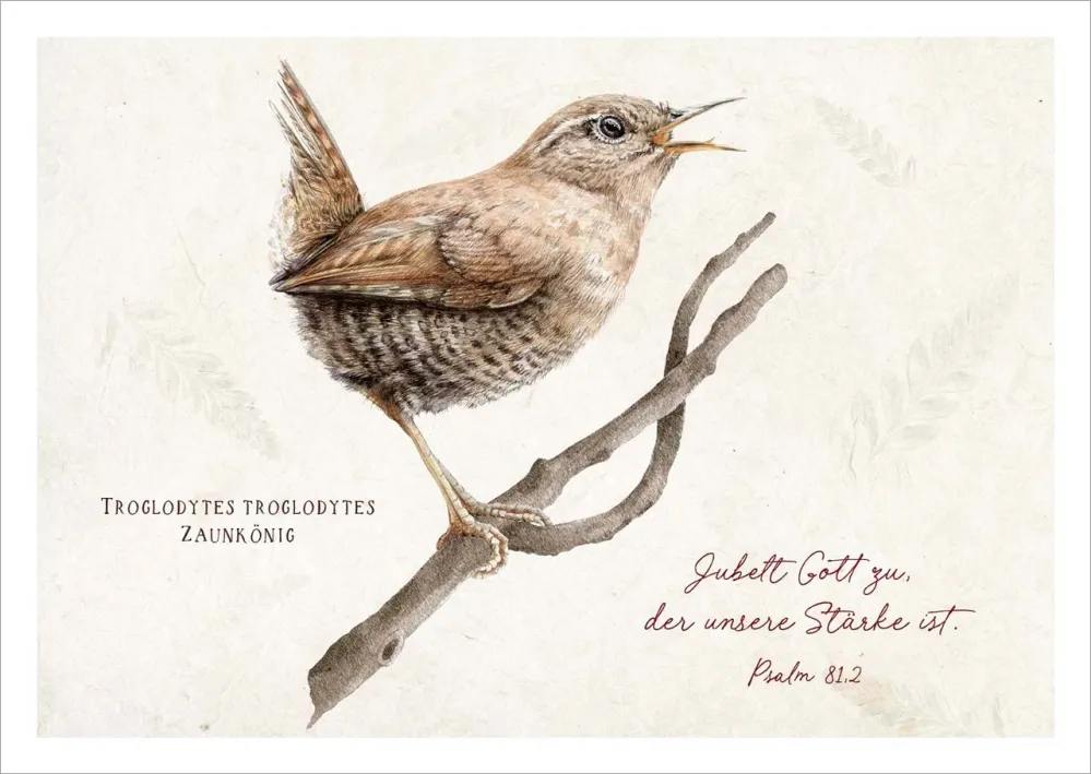 Postkarten Jubelt Gott zu - Zaunkönig