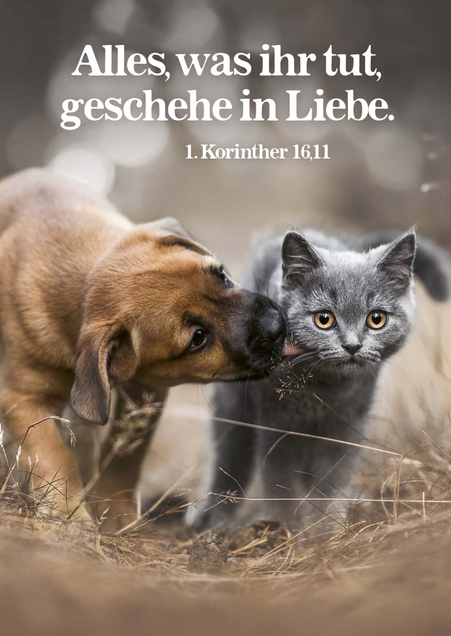 Poster A3 JL 2024 Hund und Katze