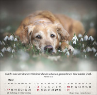 Kalender Hunde Wunderbare Schöpfung - Tischkalender