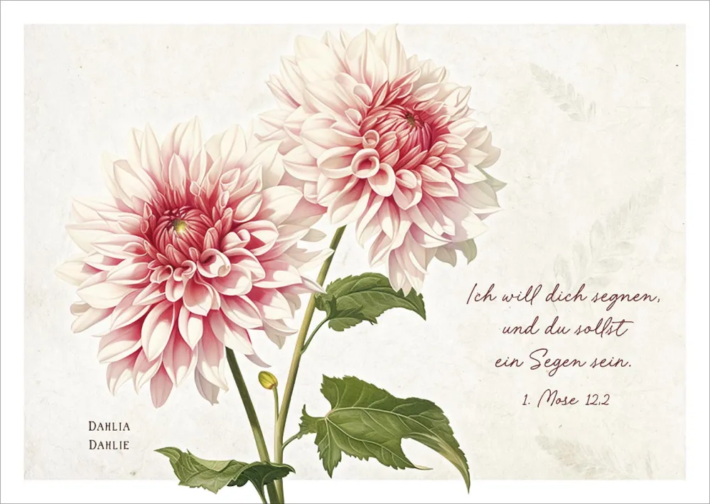 Postkarten Ich will dich segnen - Dahlien