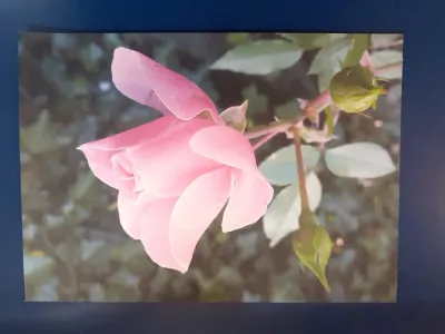 Karte - kleine Rose
