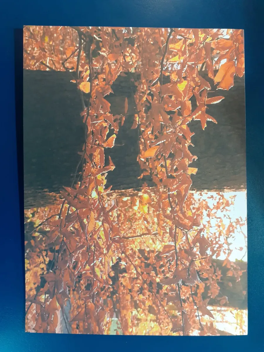 Karte - Filigran und standhaft im Herbstlicht - Wie gemalt