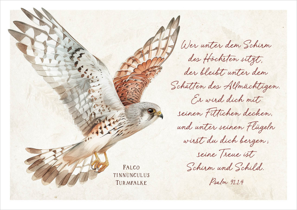 Postkarte majestätischer Turmfalke - Psalm 91,1.4