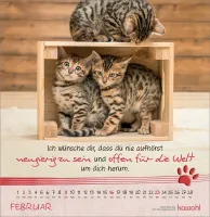 Katzen-Tatzen - Wandkalender