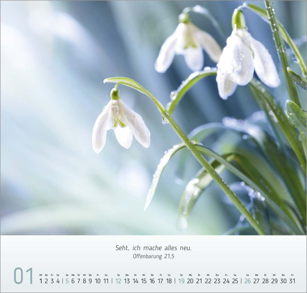 Blumen Impressionen - Wandkalender