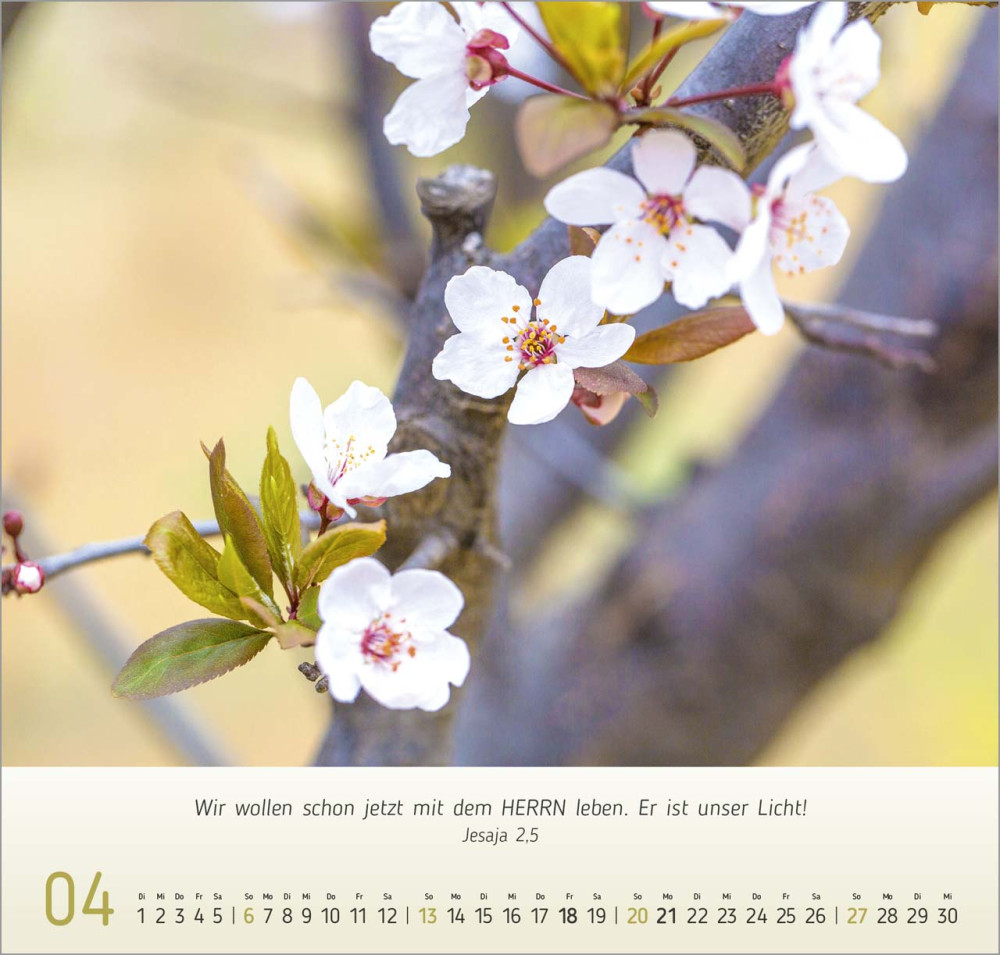 Blumen Impressionen - Wandkalender