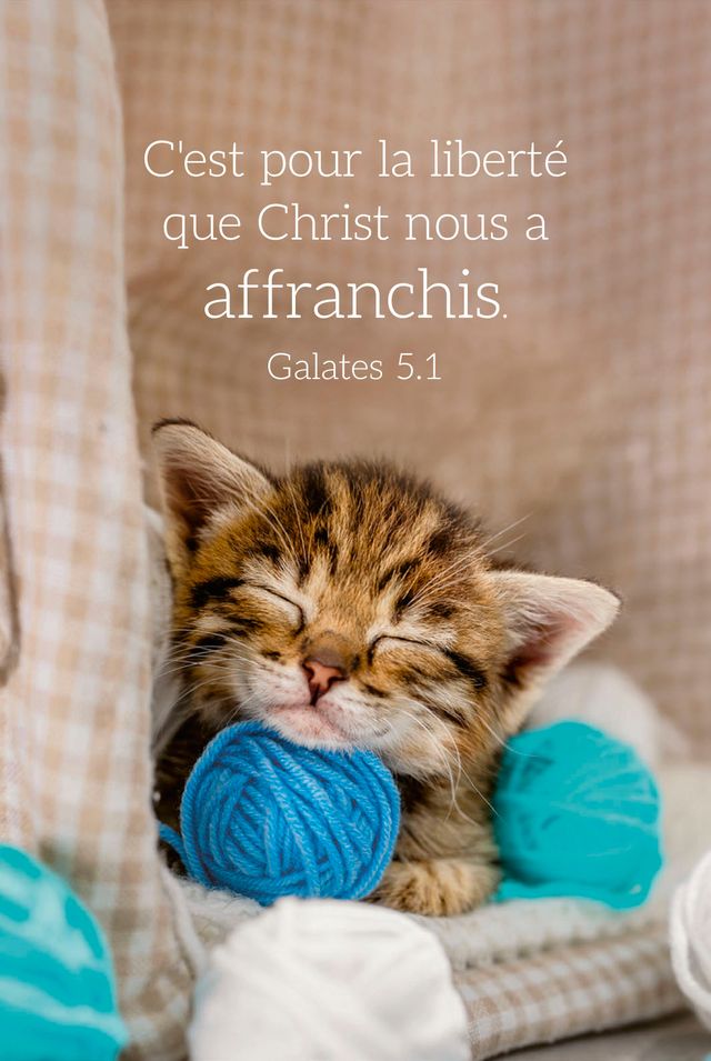 Calendrier format carte de crédit - Motif Chat (Galates 5.1)