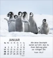 Meine kleinen Freunde - Tischkalender