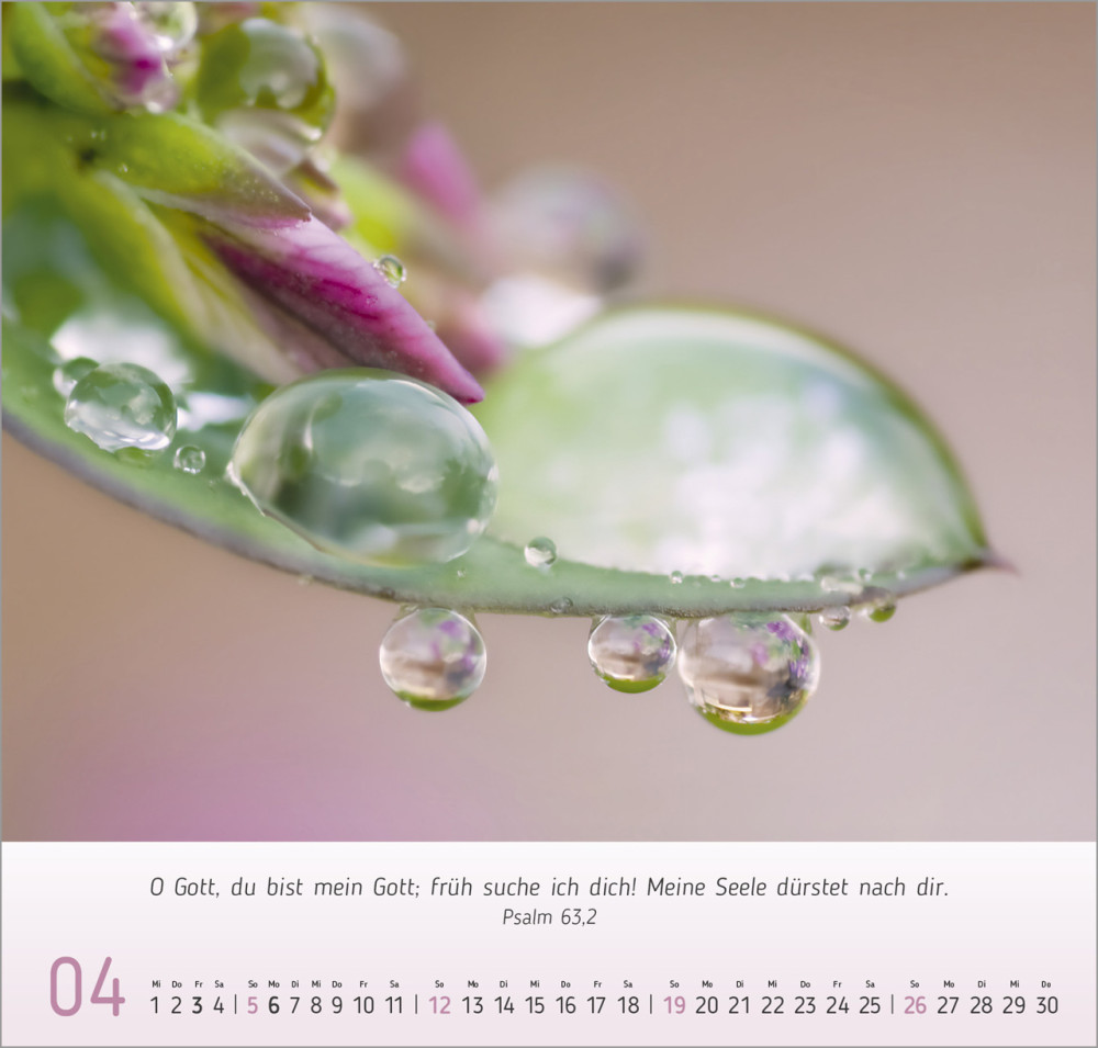 Gesichter der Natur - Wandkalender