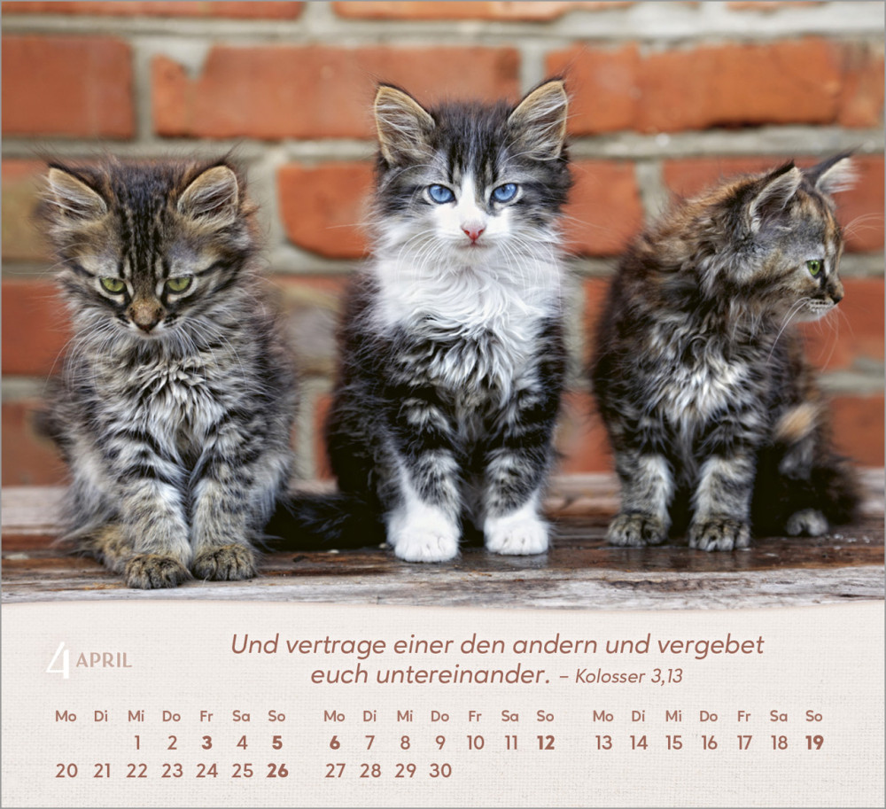 Katzen - Tischkalender