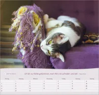 Katzen - Wandkalender
