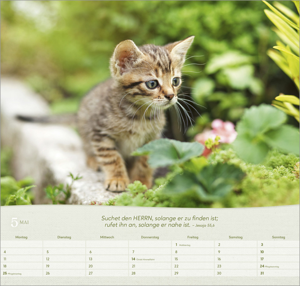 Katzen - Wandkalender