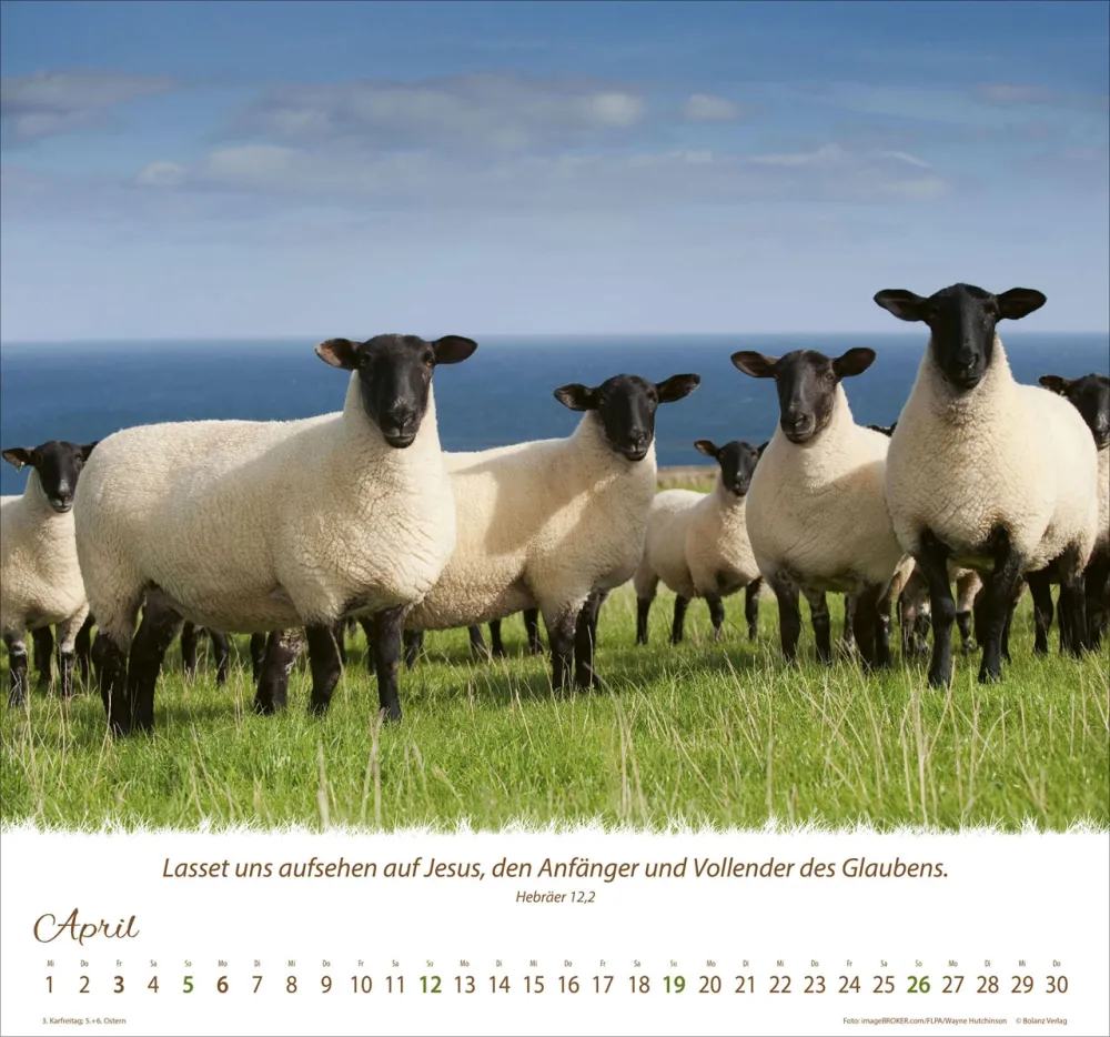 Kalender Ein Leben für die Schafe - Wandkalender