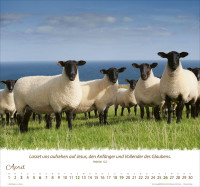 Kalender Ein Leben für die Schafe - Wandkalender