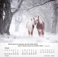 Kalender Pferde - Tischkalender