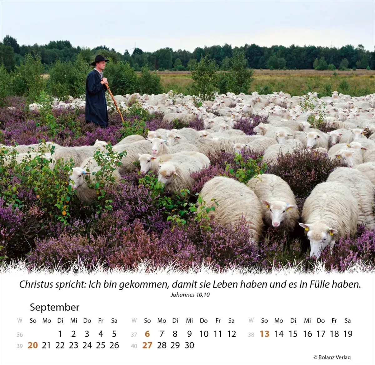 Kalender Ein Leben für die Schafe - Tischkalender