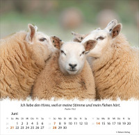 Kalender Ein Leben für die Schafe - Tischkalender