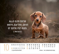 Kalender Hunde - Treue Wegbegleiter - Minikalender
