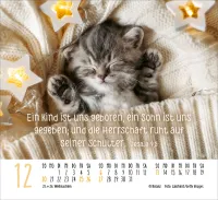Katzen - Auf leisen Pfoten - Minikalender