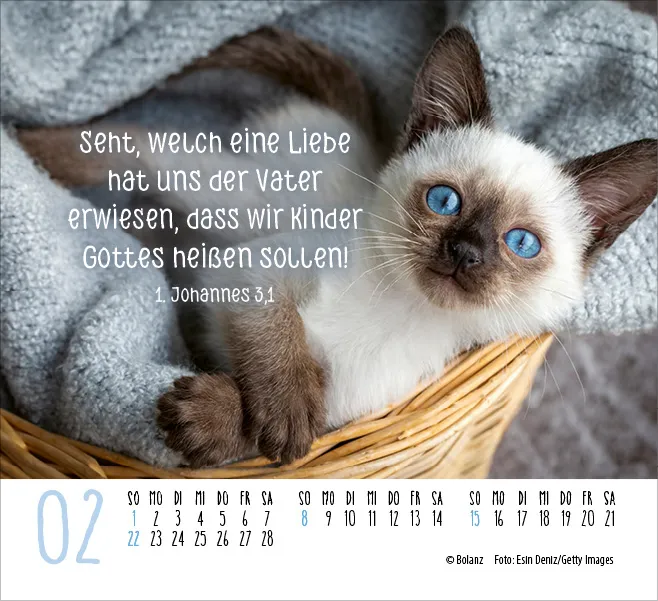 Katzen - Auf leisen Pfoten - Minikalender