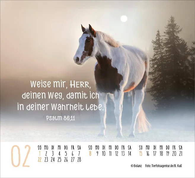 Pferde - Elegante Schönheiten - Minikalender