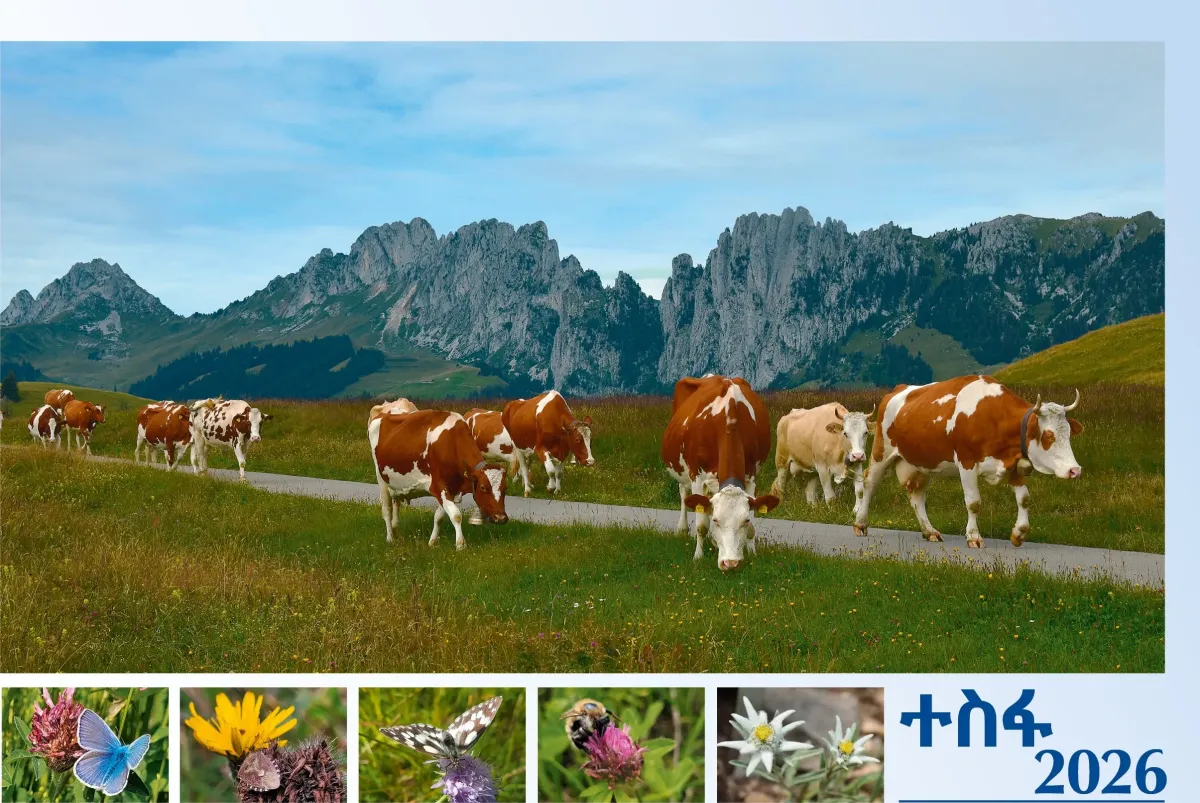 Tigrinya - Deutsch, Bildkalender Hoffnung - Monatskalender