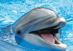 Riesensticker 3D, Delfin