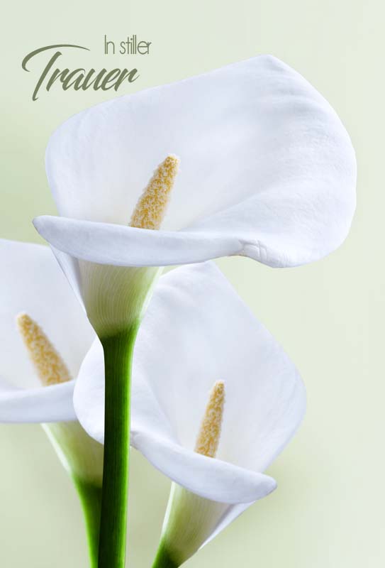 Doppelkarte Trauer Drei Callas