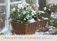 Postkartenbox Wir sind im Garten - 12 verschiedene Postkarten in einer Box mit Magnetverschluss