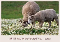 Postkartenbox Guter Hirte - 12 verschiedene Postkarten in einer Box mit Magnetverschluss
