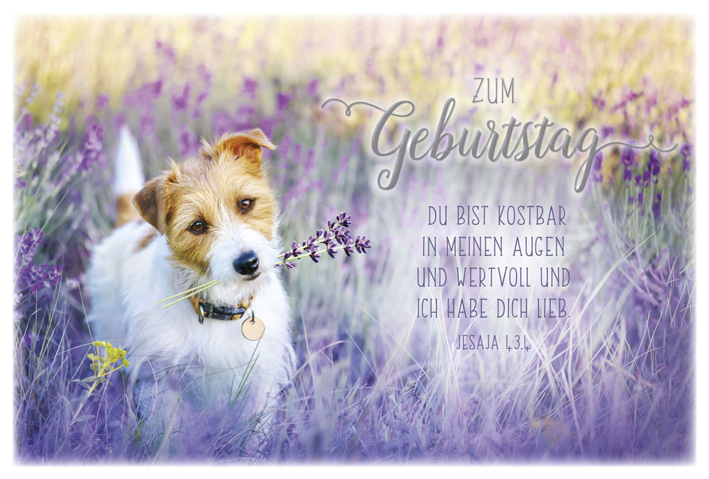 Faltkarte Hund in Lavendelfeld SF - Jesaja 43.4